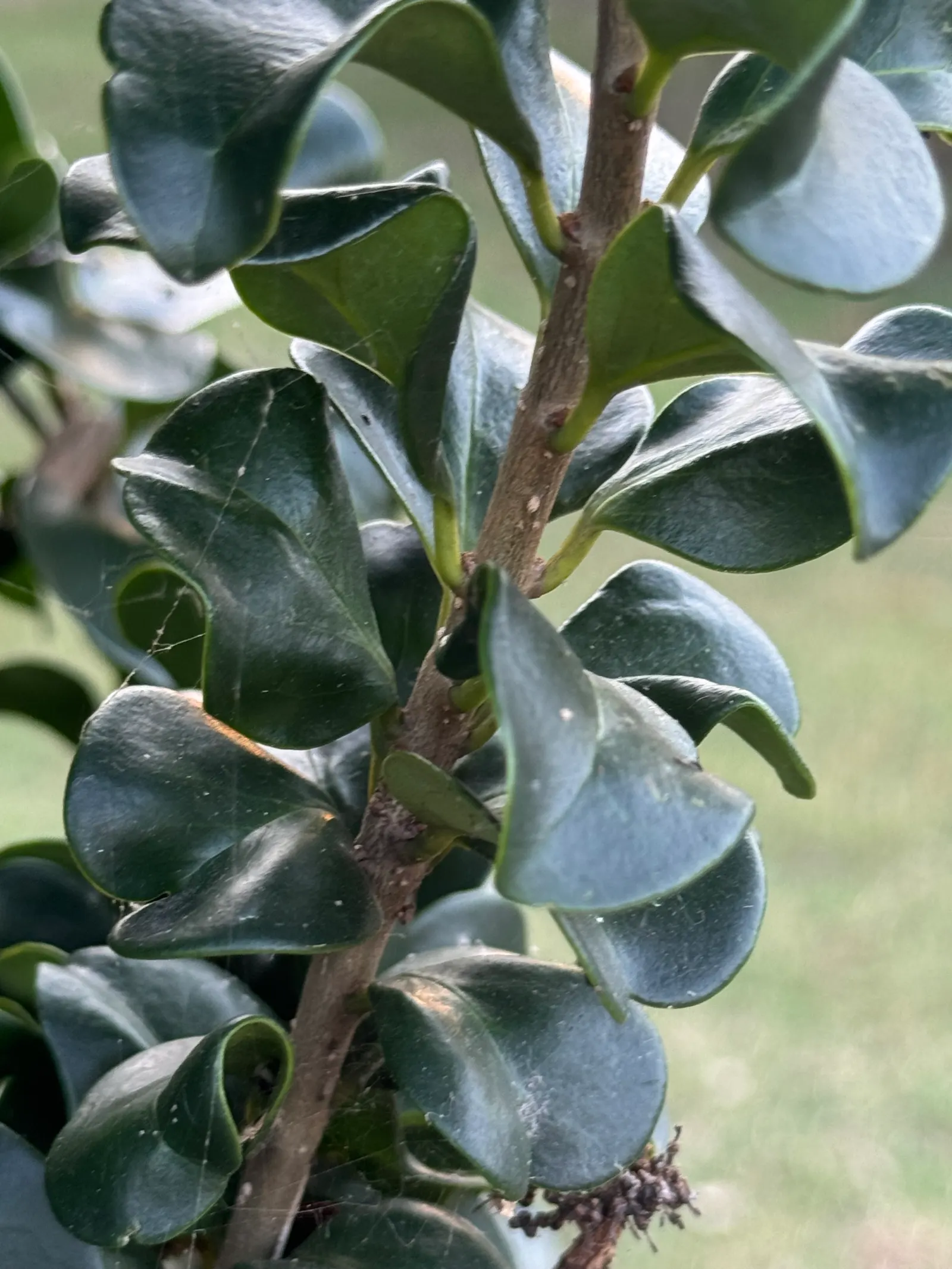 Privet (Ligustrum Vulgare) — adding an ecological benefit to its ornamental appeal; privet (Ligustrum vulgare) is a versatile shrub, image 124