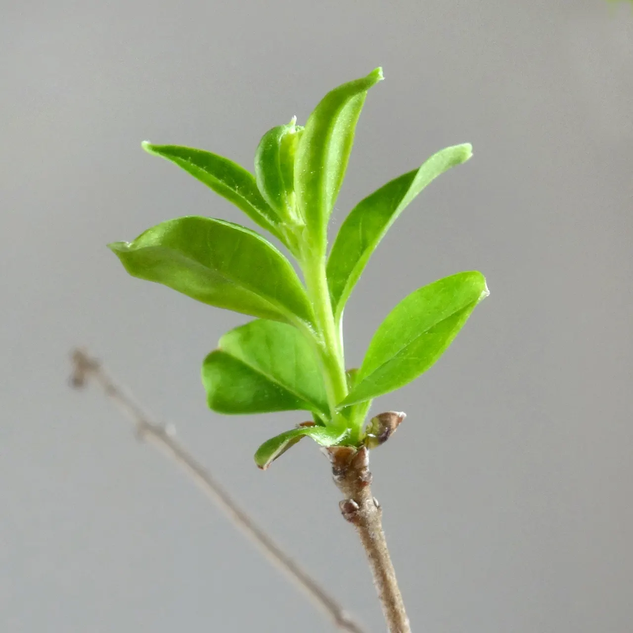 Privet (Ligustrum Vulgare) — have the potential to attract pollinators