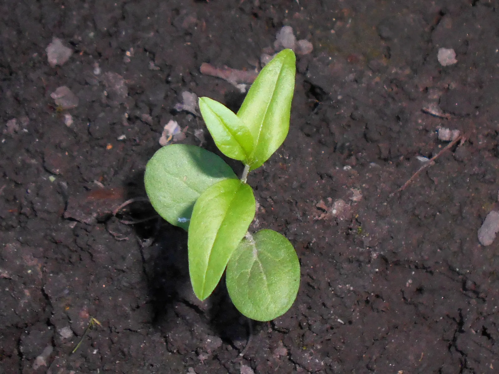 Privet (Ligustrum Vulgare) — When planting, ensure they are spaced 2 to 3 feet apart to accommodate their spread and promote healthy growth, image 128