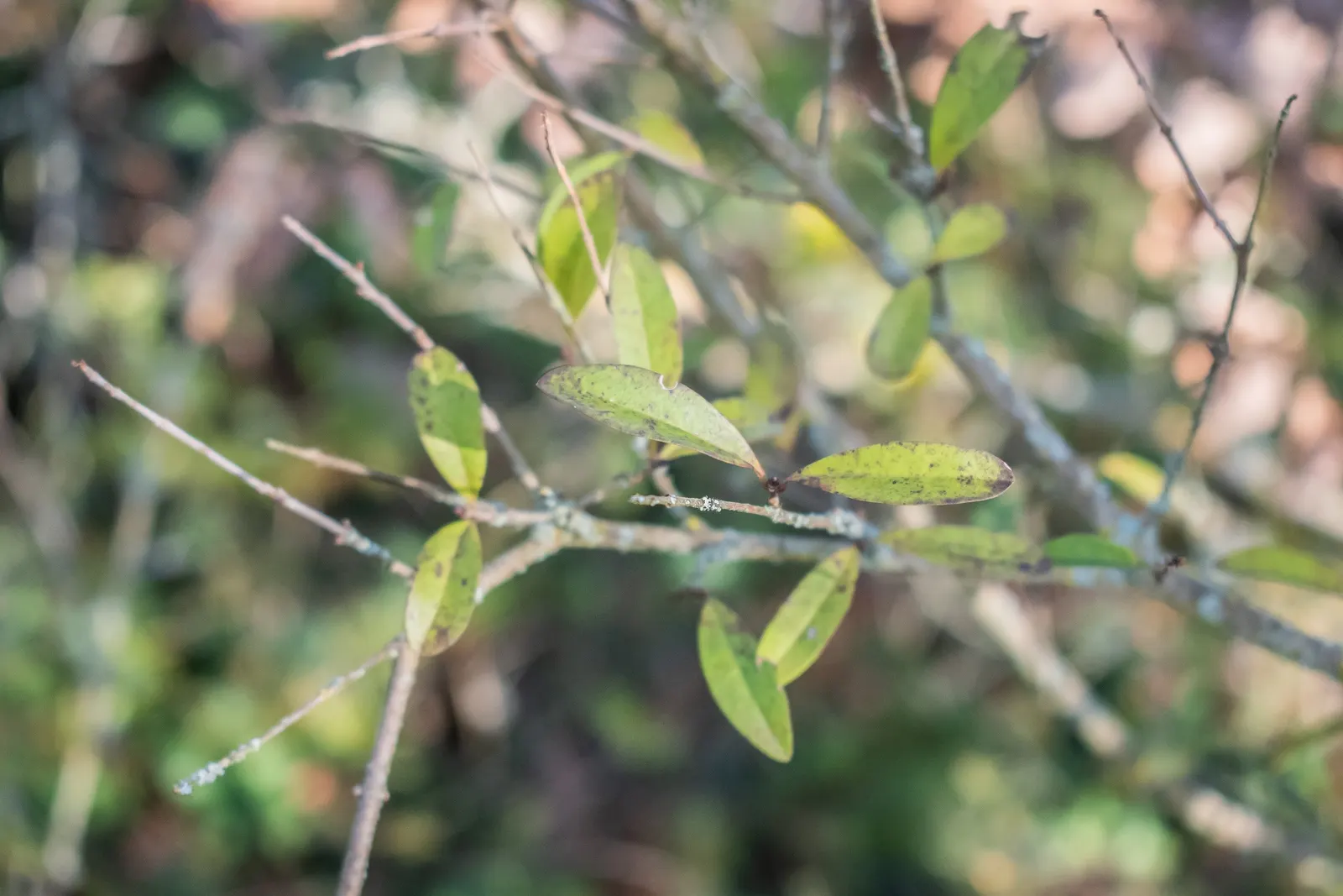 Privet (Ligustrum Vulgare) — This semi-evergreen species thrives in USDA hardiness zones 5 through 8; shrub / tree with white blooms, image 143