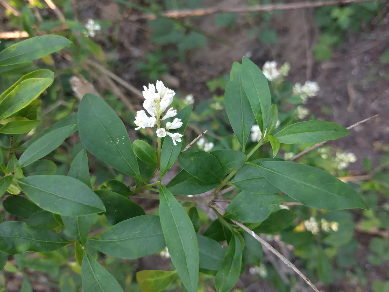 Privet (Ligustrum Vulgare) — Privet (Ligustrum vulgare) is a versatile shrub