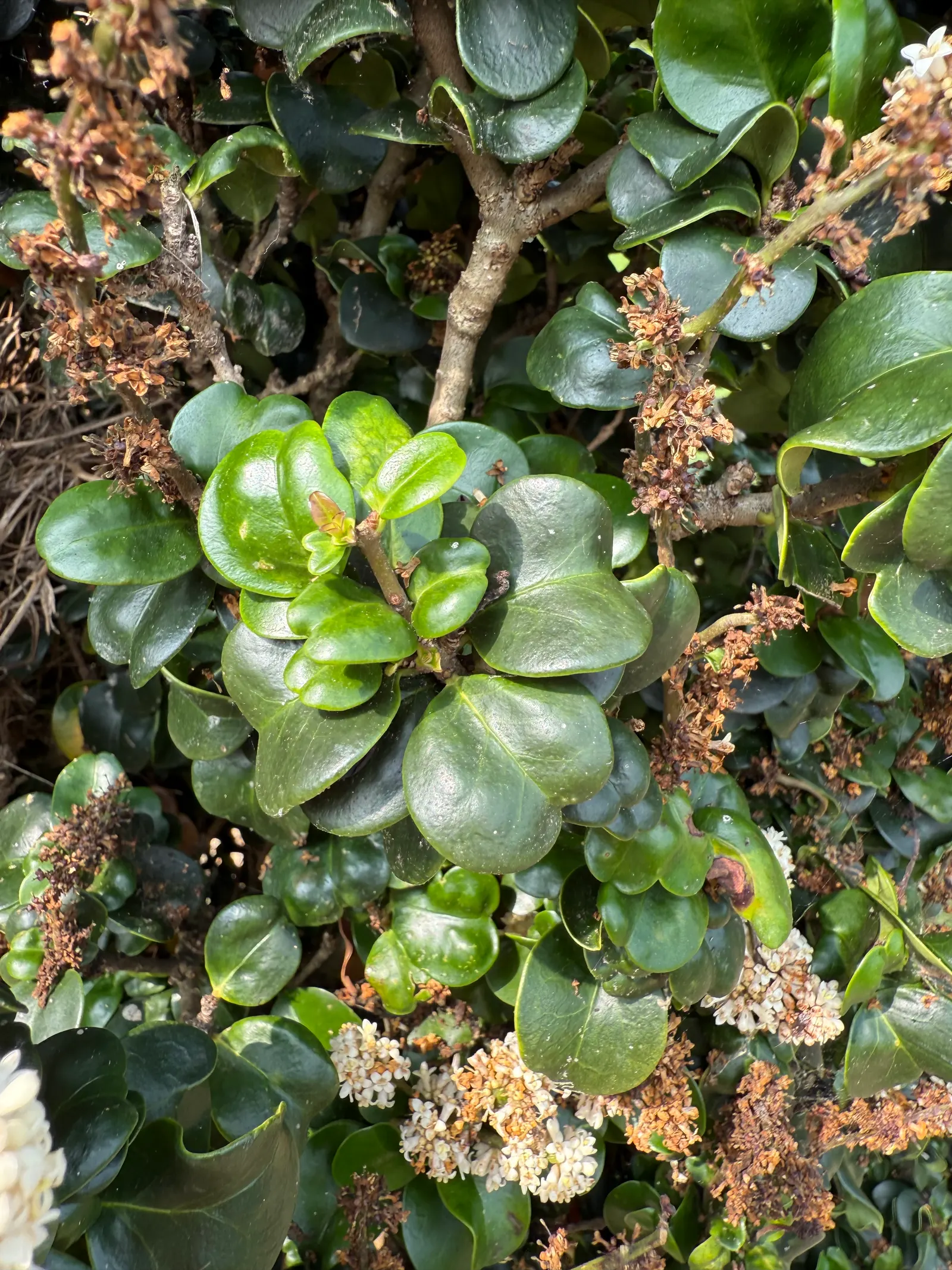 Privet (Ligustrum Vulgare) — with a similar spread of 12 to 15 feet