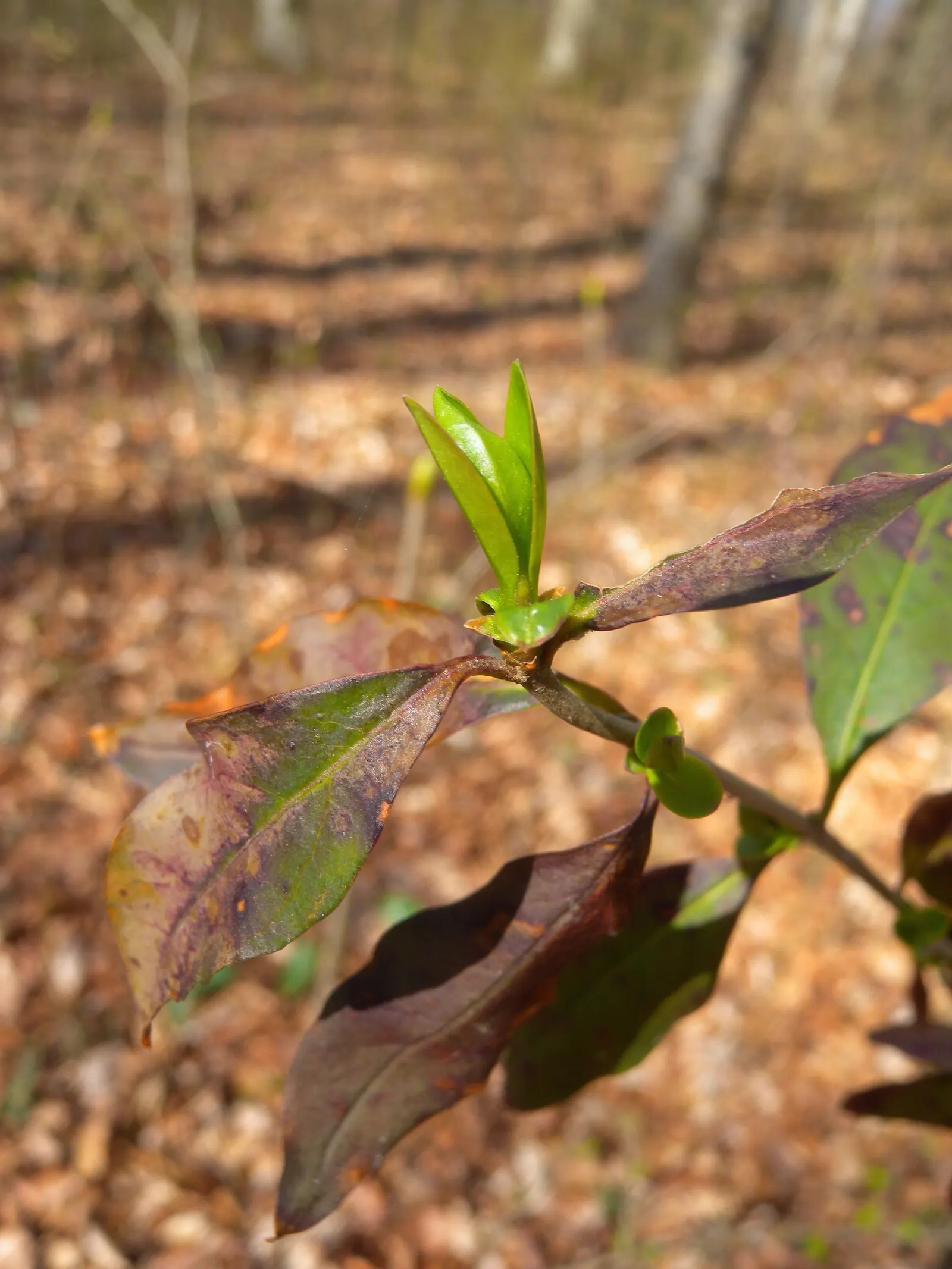 Privet (Ligustrum Vulgare) — reaching about 0.25 inches across, image 41