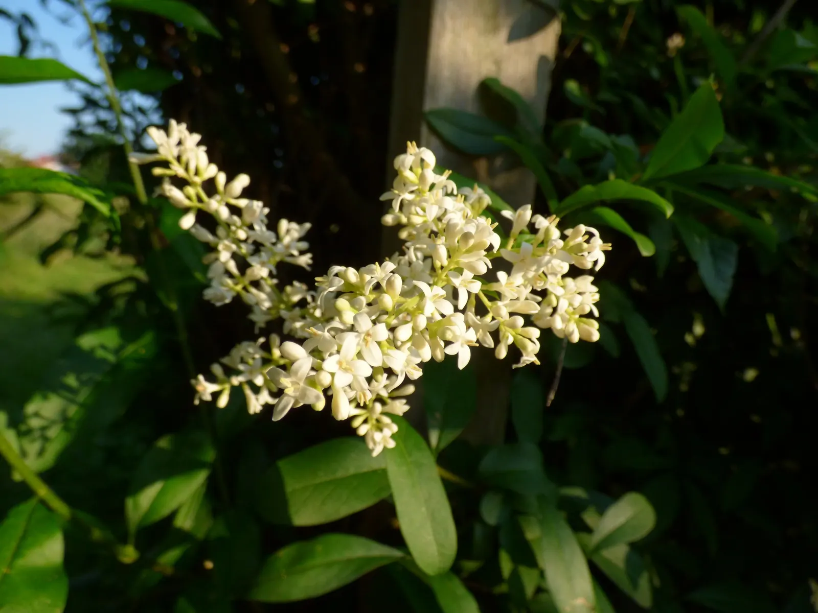 Privet (Ligustrum Vulgare) — Privet (Ligustrum vulgare) is a versatile shrub; while the blackish berries attract wildlife, image 109