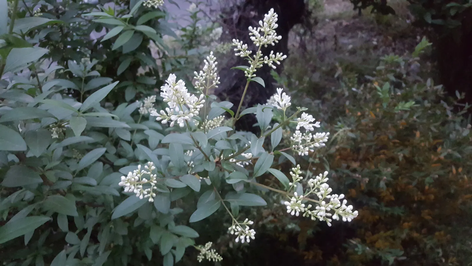 Privet (Ligustrum Vulgare) — with a similar spread of 12 to 15 feet; when planting, ensure they are spaced 2 to 3 feet apart to accommodate their, image 146