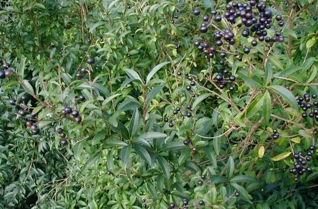 Privet (Ligustrum Vulgare) — Following the flowering season; this semi-evergreen species thrives in USDA hardiness zones 5 through 8