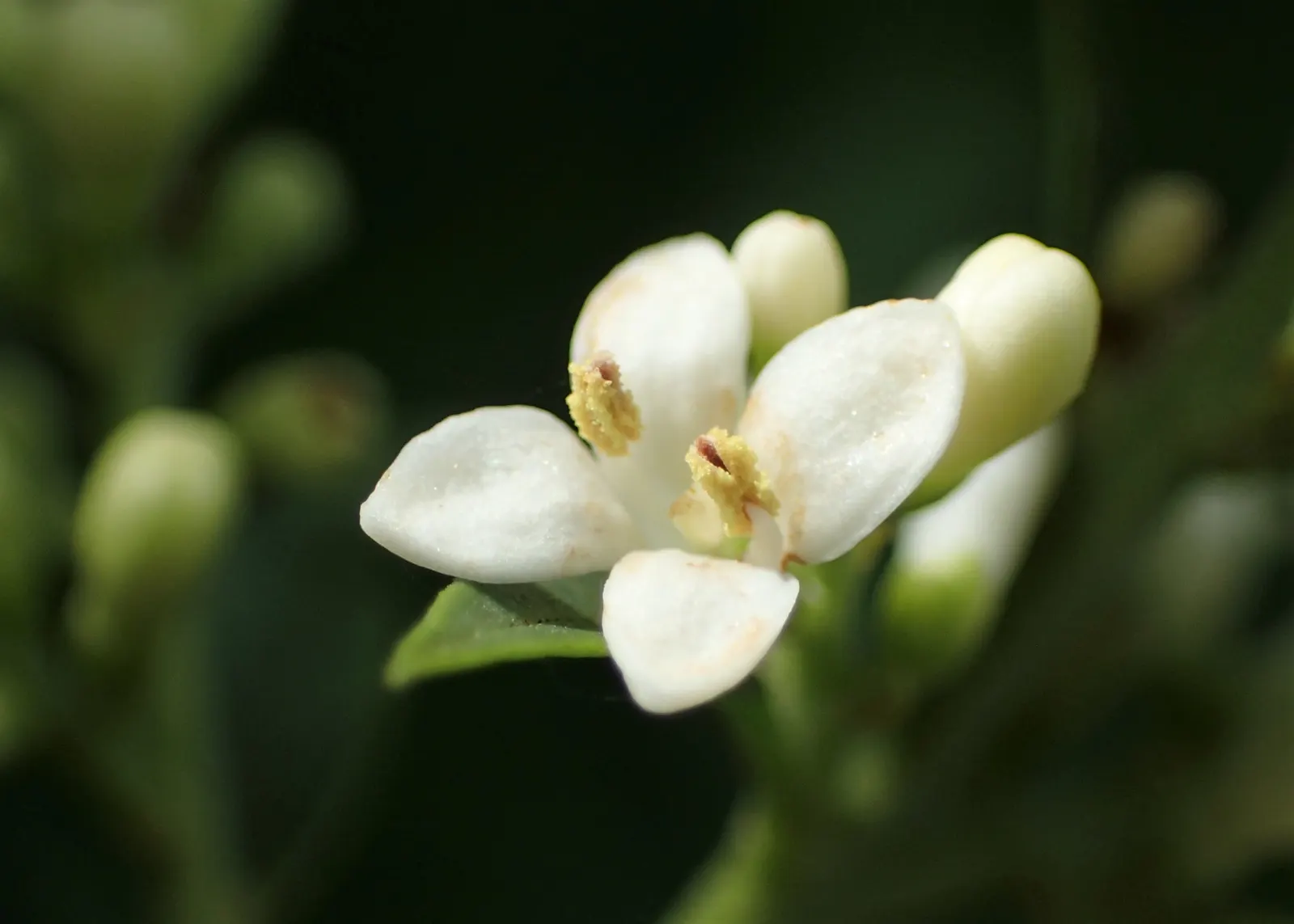 Privet (Ligustrum Vulgare) — measuring 1 to 2.5 inches in length; shrub / tree for full