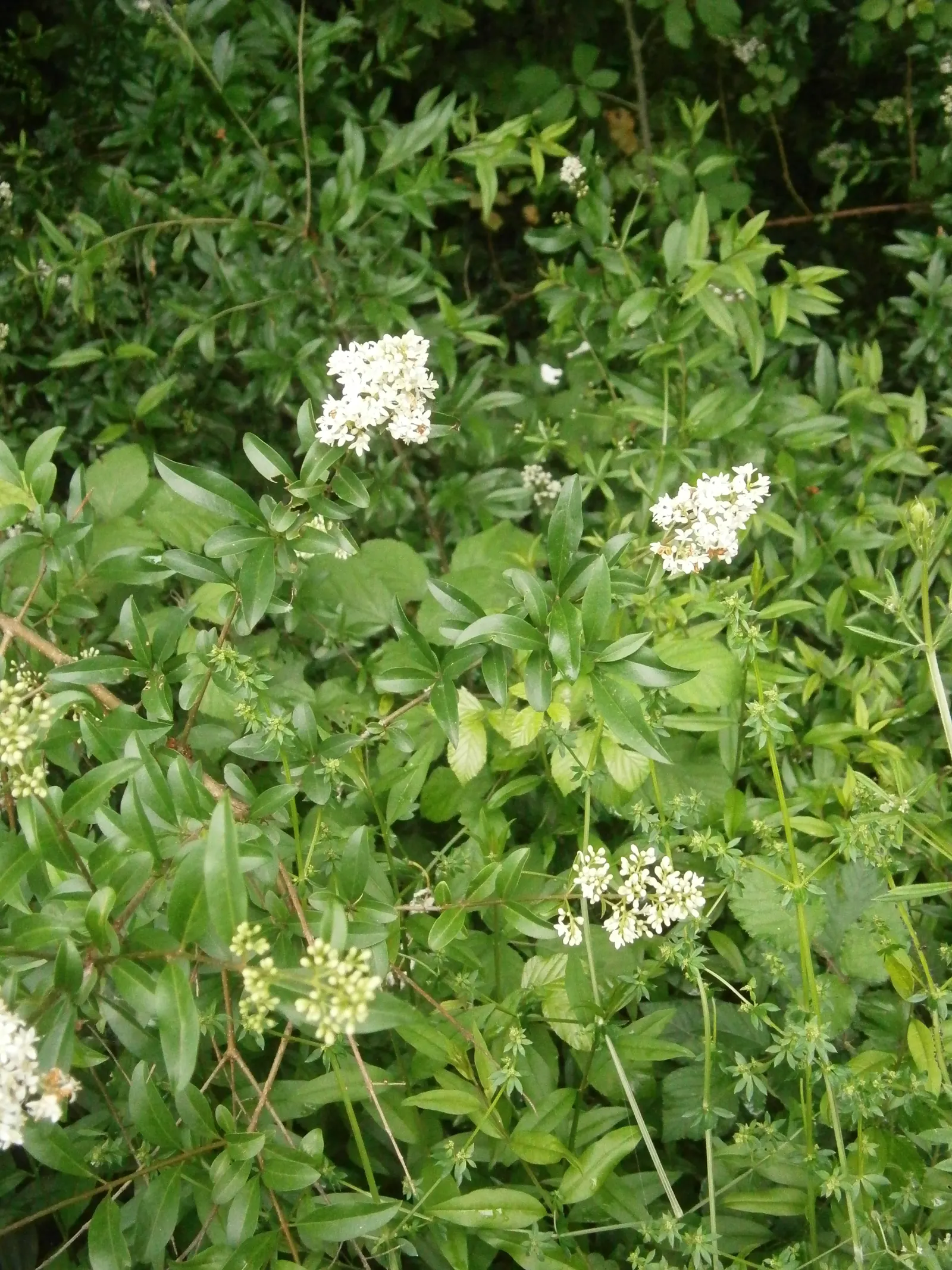 Privet (Ligustrum Vulgare) — Following the flowering season; this semi-evergreen species thrives in USDA hardiness zones 5 through 8, image 125