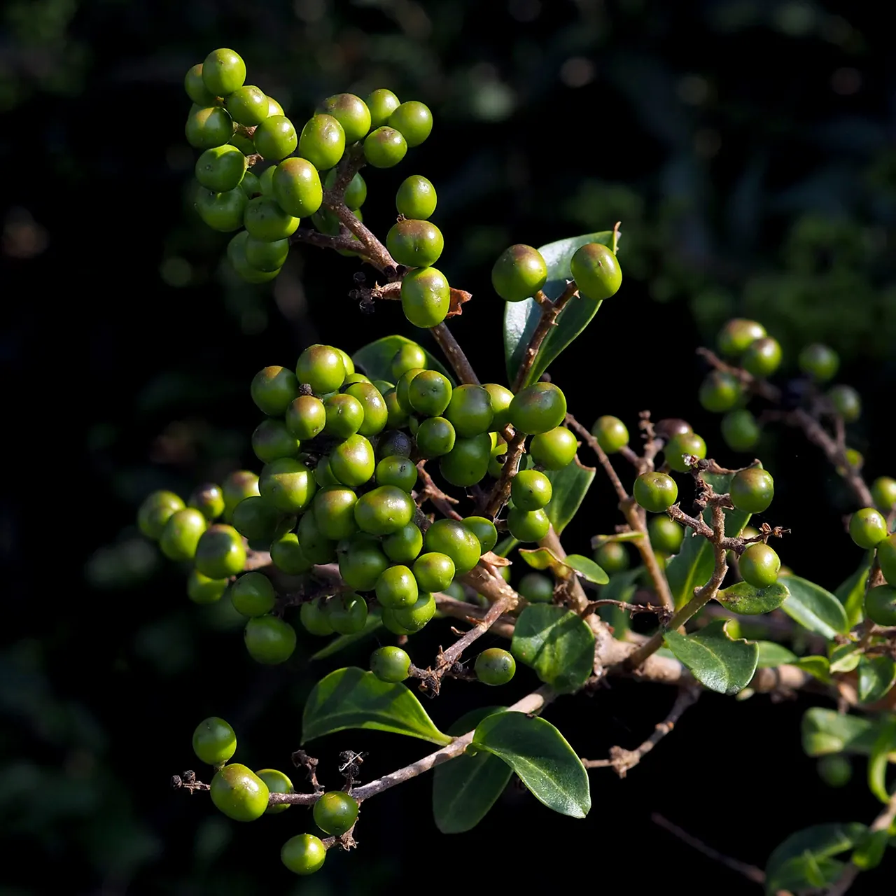 Privet (Ligustrum Vulgare) — typically reaching 4 to 15 feet in height; with a similar spread of 12 to 15 feet, image 56