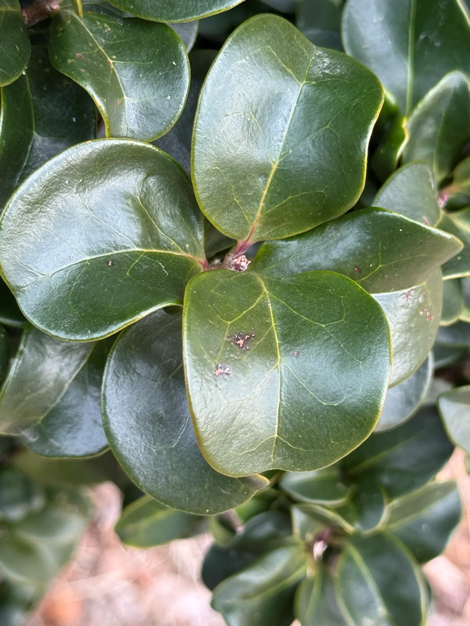 Privet (Ligustrum Vulgare) — while the blackish berries attract wildlife