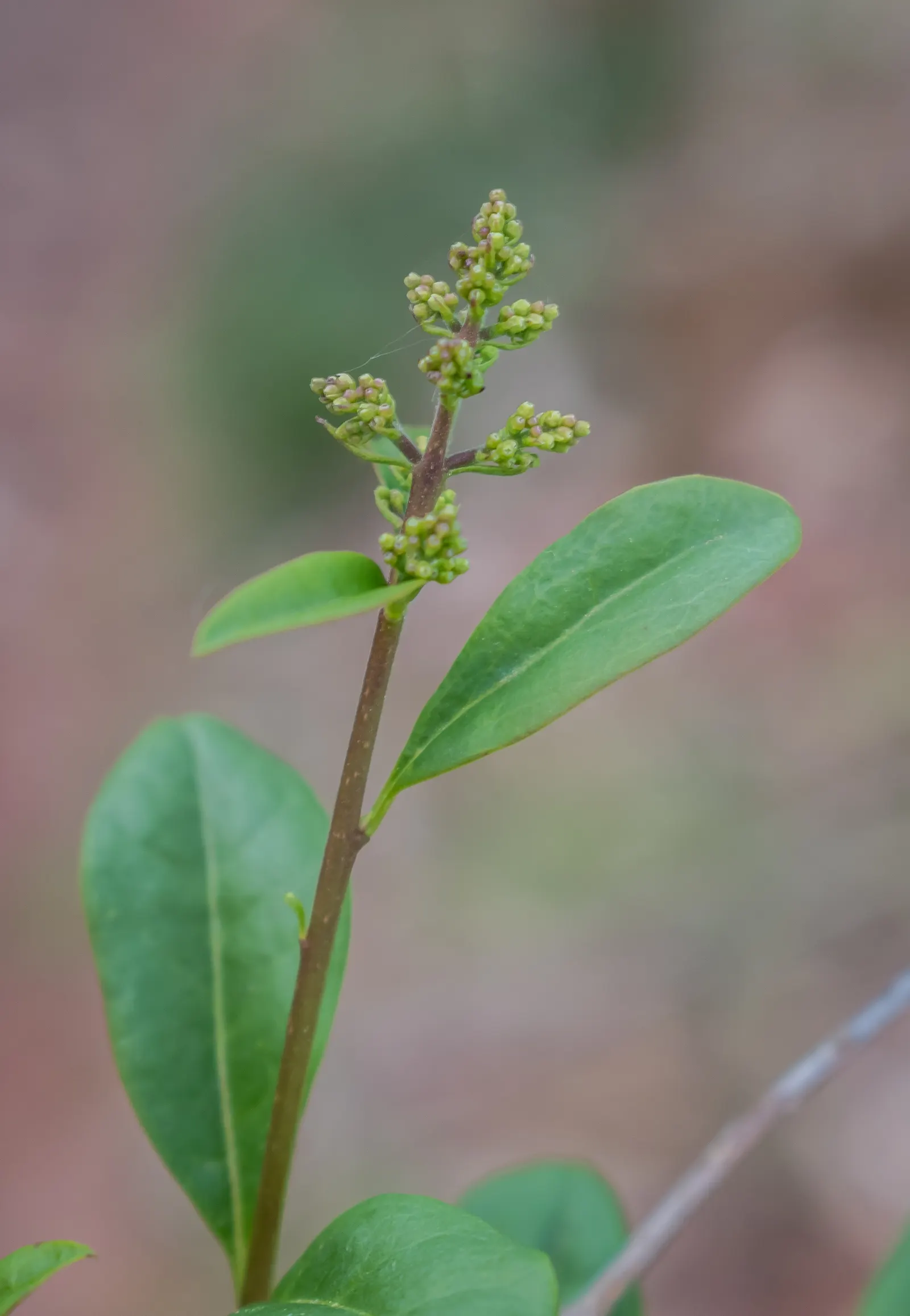 Privet (Ligustrum Vulgare) — measuring 1 to 2.5 inches in length; shrub / tree for full, image 174