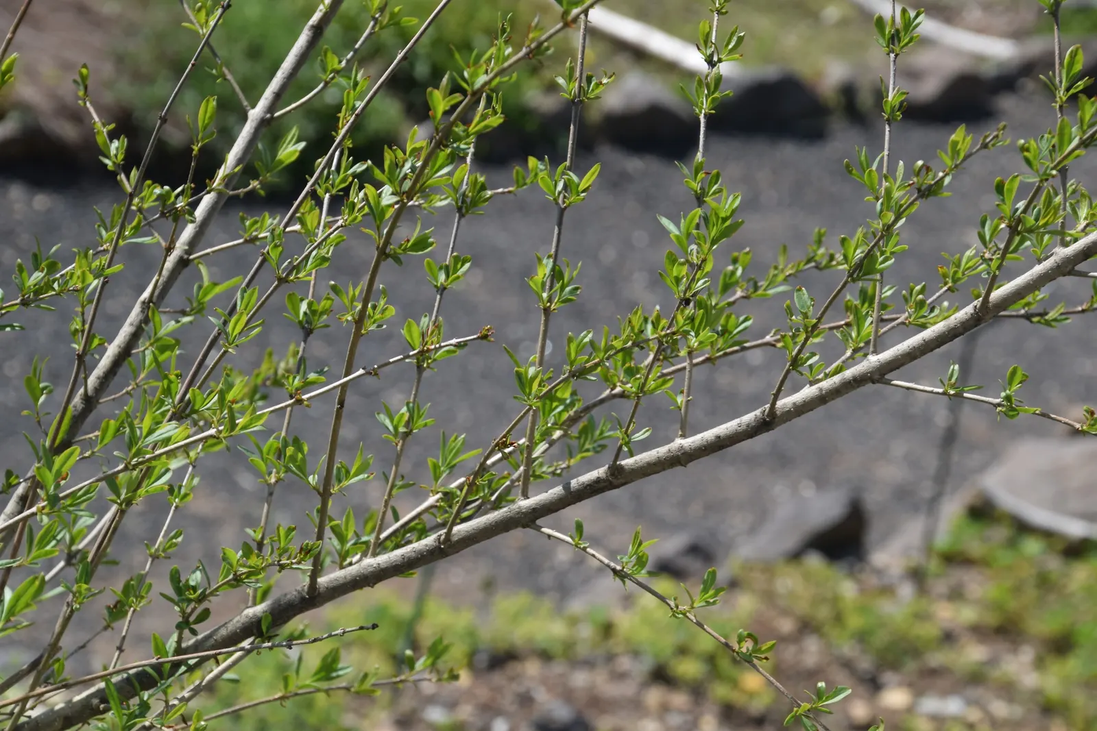 Privet (Ligustrum Vulgare) — When planting, ensure they are spaced 2 to 3 feet apart to accommodate their spread and promote healthy growth, image 101