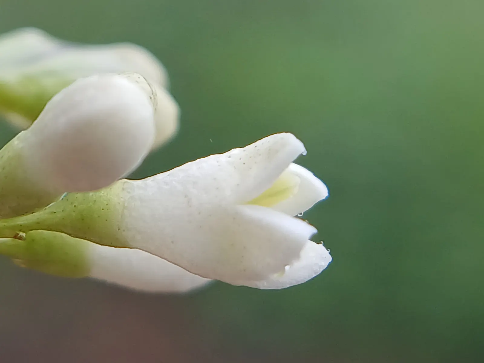 Privet (Ligustrum Vulgare) — shrub / tree for full; enhancing the neat appearance that makes the Privet a staple in structured garden designs, image 108