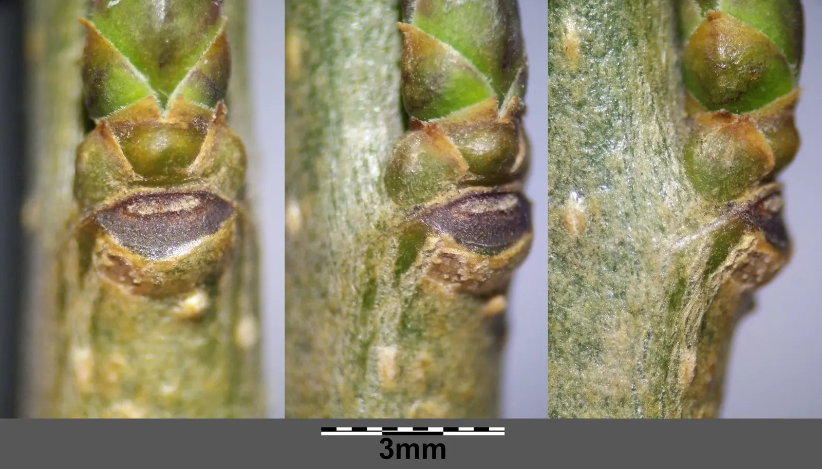Privet (Ligustrum Vulgare) — Note: its vigorous nature may require regular pruning to maintain shape; measuring 1 to 2.5 inches in length, image 114