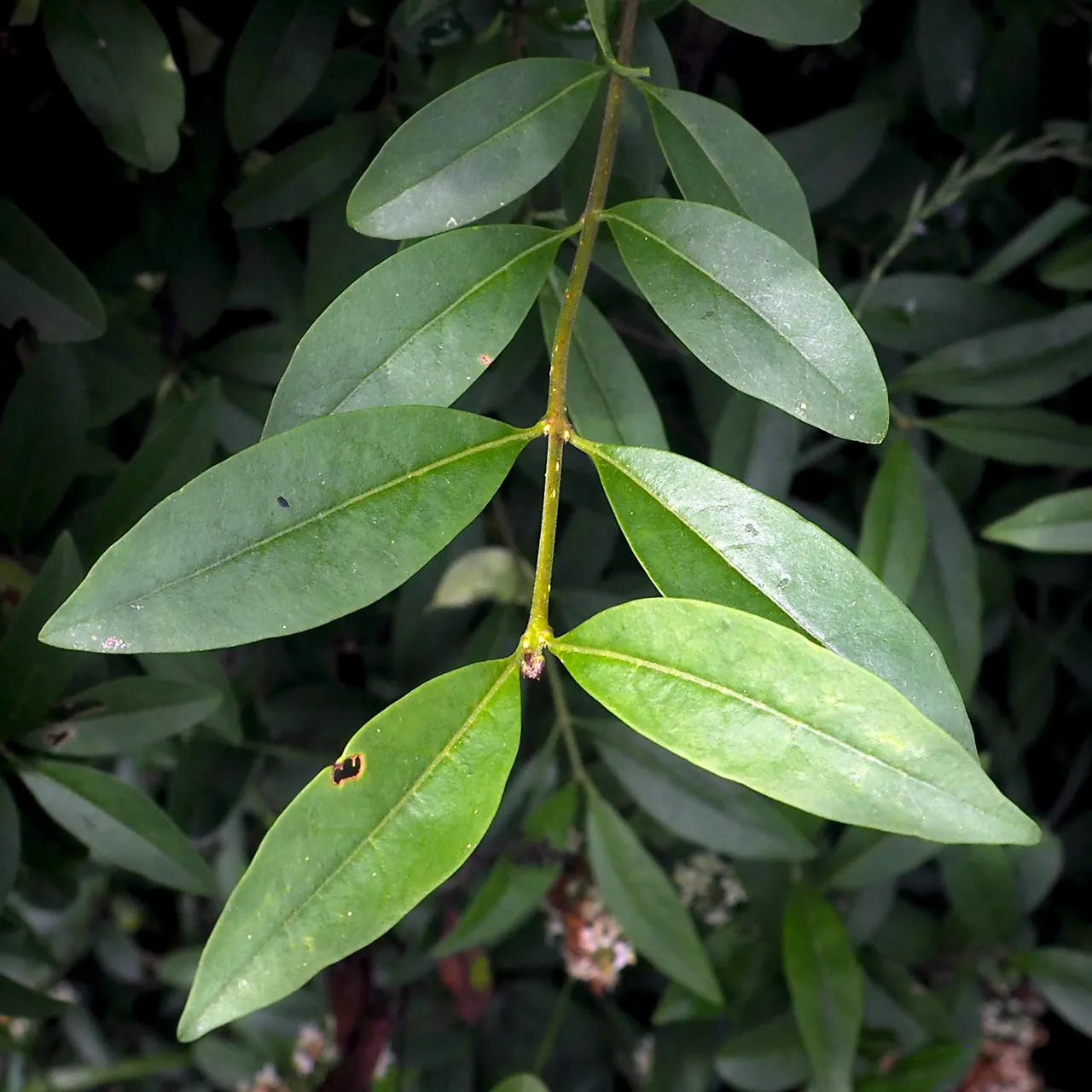 Privet (Ligustrum Vulgare) — typically reaching 4 to 15 feet in height