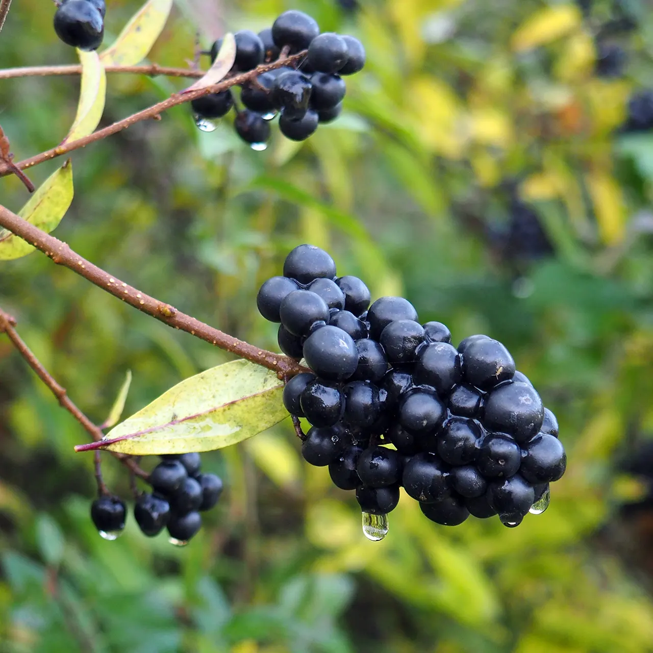 Privet (Ligustrum Vulgare) — adding an ecological benefit to its ornamental appeal; privet (Ligustrum vulgare) is a versatile shrub