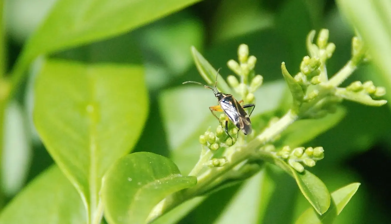 Privet (Ligustrum Vulgare) — Note: its vigorous nature may require regular pruning to maintain shape; measuring 1 to 2.5 inches in length