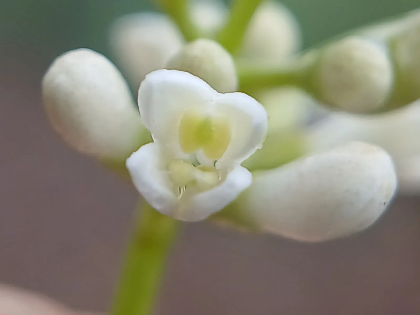 Privet (Ligustrum Vulgare) — small black berries emerge; have the potential to attract pollinators, image 153