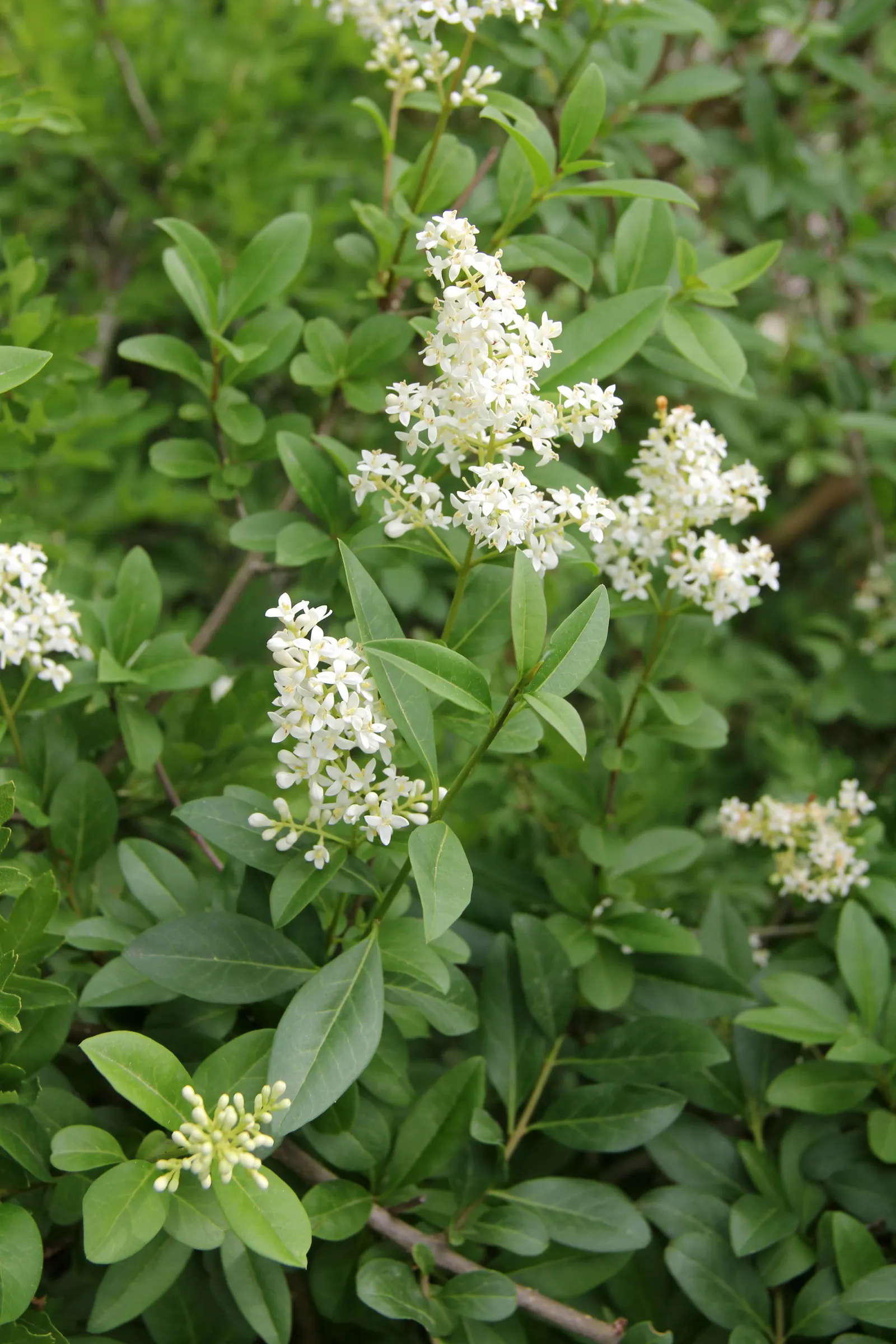 Privet (Ligustrum Vulgare) — enhancing the neat appearance that makes the Privet a staple in structured garden designs; oval leaves and clusters of, image 159