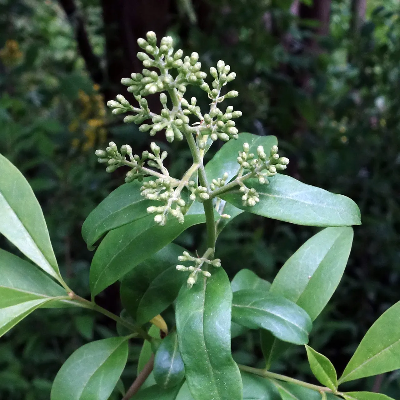 Privet (Ligustrum Vulgare) — shrub / tree for full