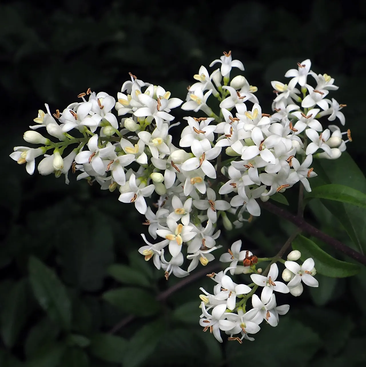 Privet (Ligustrum Vulgare) — ensuring resilience in a range of climates; note: its vigorous nature may require regular pruning to maintain shape