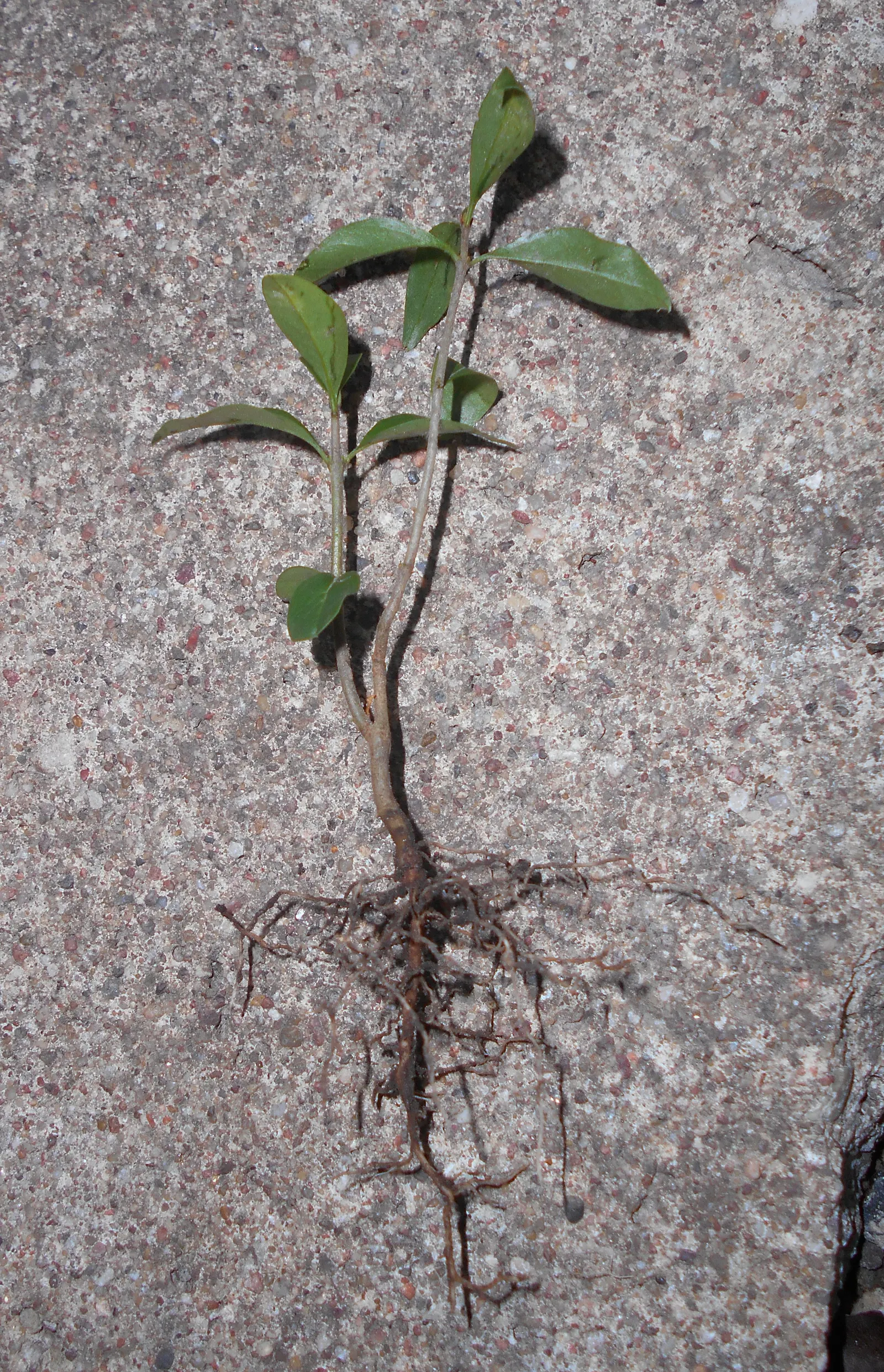 Privet (Ligustrum Vulgare) — showcasing moderate drought tolerance once established