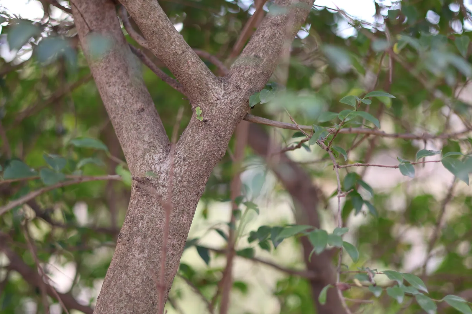 Privet (Ligustrum Vulgare) — Following the flowering season