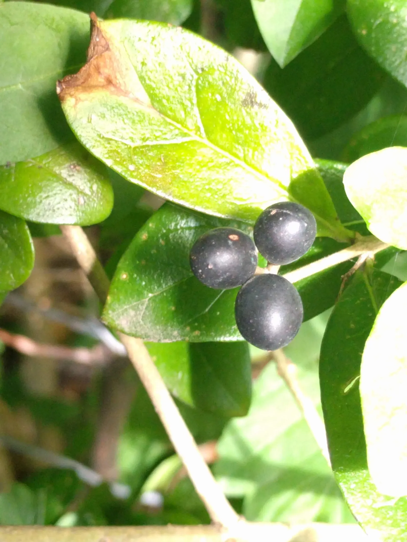 Privet (Ligustrum Vulgare) — Regular pruning is recommended to maintain desired shape and size, image 131