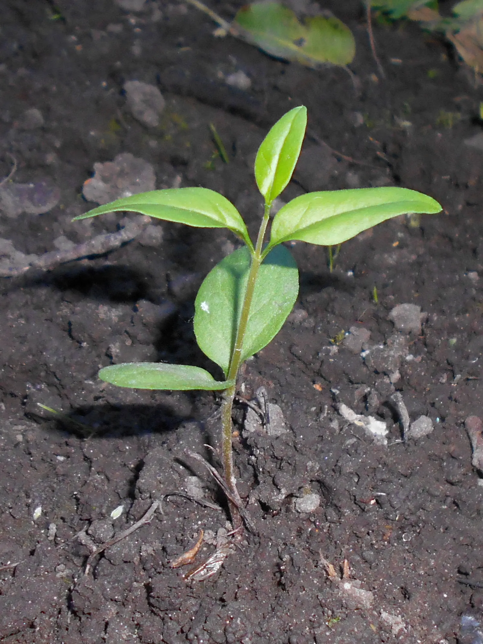 Privet (Ligustrum Vulgare) — Mature privets typically reach heights of 12 to 15 feet; which starkly contrast the creamy-white flowers that blossom, image 118