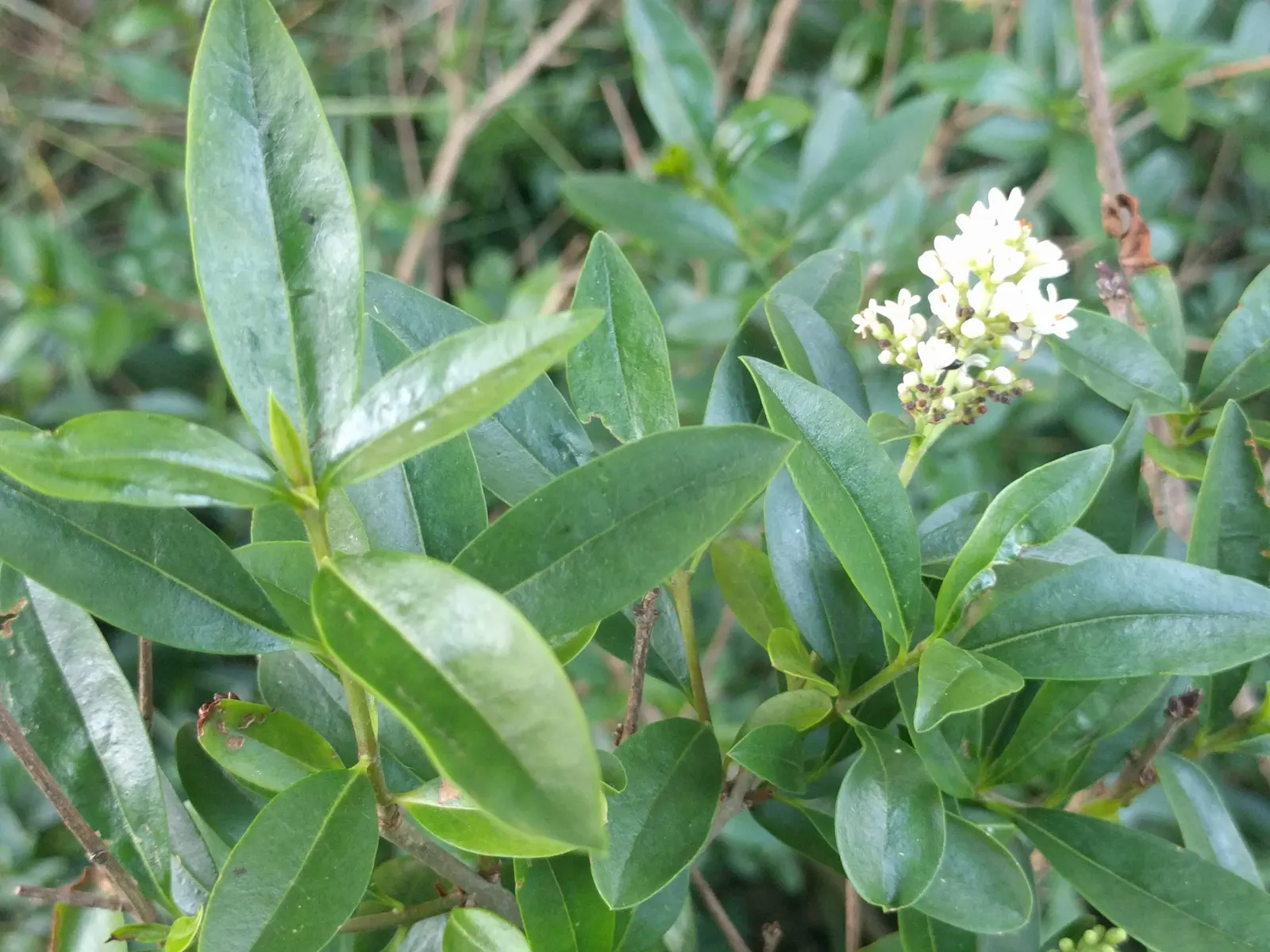 Privet (Ligustrum Vulgare) — have the potential to attract pollinators; they prefer well-drained soils and full sun to partial shade, image 177