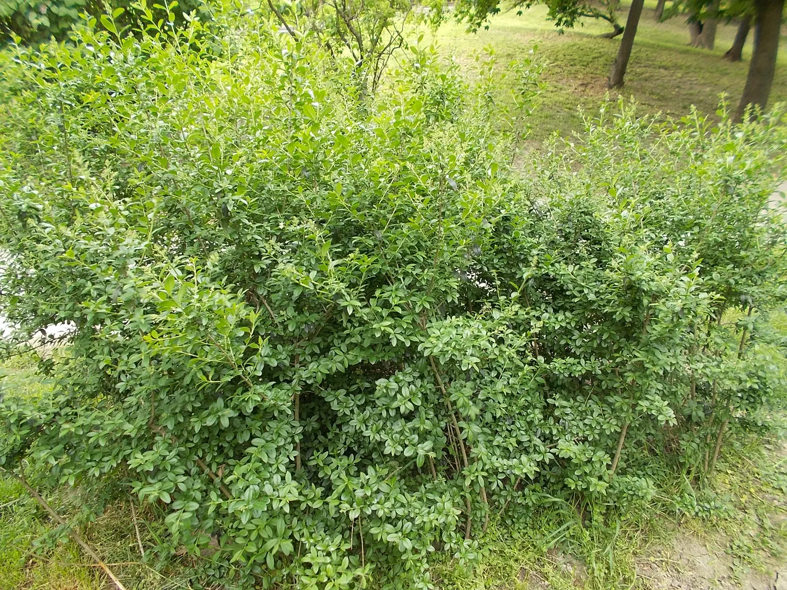 Privet (Ligustrum Vulgare) — making them ideal for quick establishment in new gardens; showcasing moderate drought tolerance once established