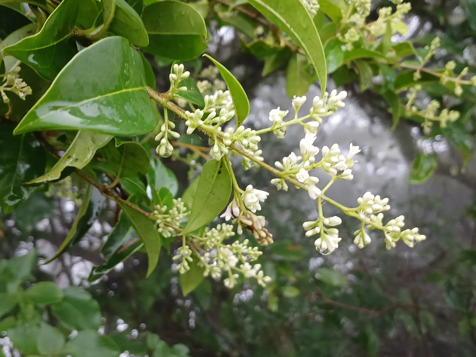 Privet (Ligustrum Vulgare) — have the potential to attract pollinators; they prefer well-drained soils and full sun to partial shade, image 123