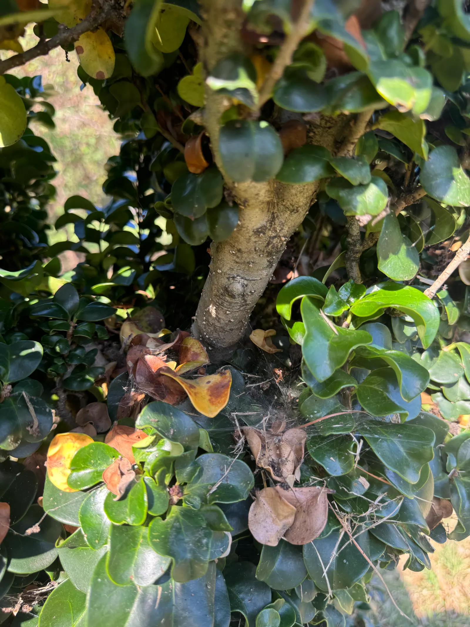 Privet (Ligustrum Vulgare) — typically reaching 4 to 15 feet in height; with a similar spread of 12 to 15 feet, image 137