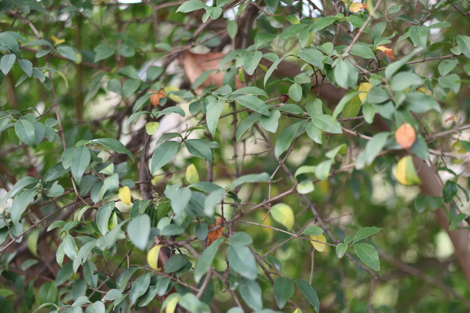 Privet (Ligustrum Vulgare) — scientifically known as Ligustrum vulgare; making them ideal for quick establishment in new gardens