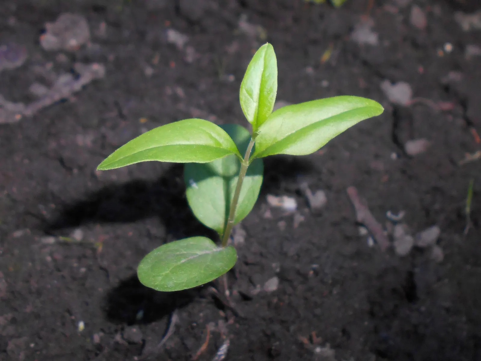 Privet (Ligustrum Vulgare) — Adaptable to various soil types, it excels as a hedge or privacy screen, image 140