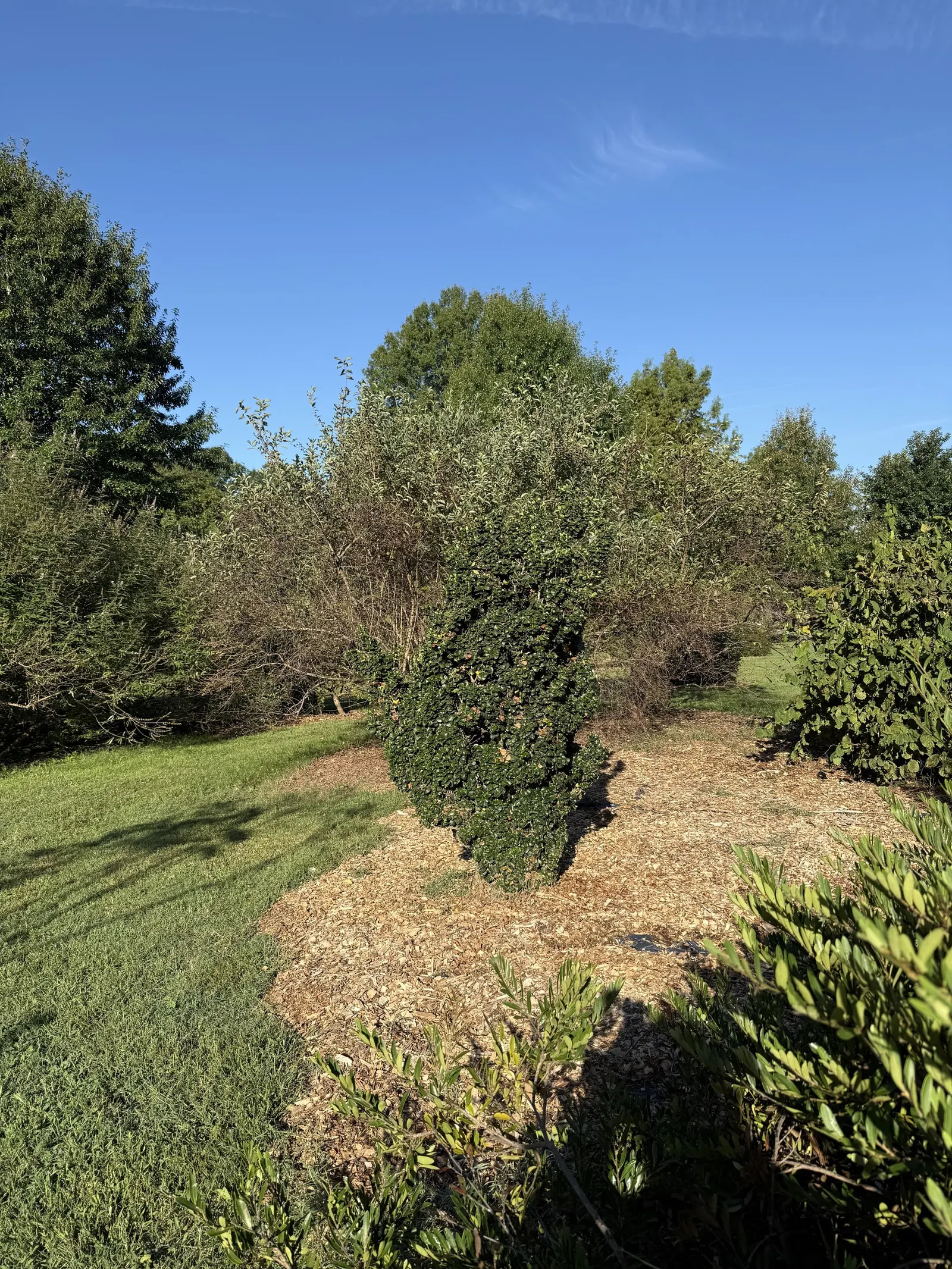 Privet (Ligustrum Vulgare) — Following the flowering season; this semi-evergreen species thrives in USDA hardiness zones 5 through 8, image 152