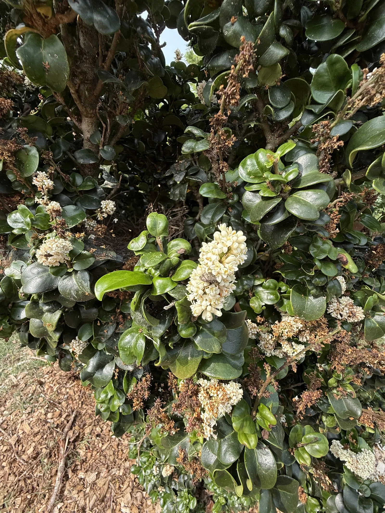 Privet (Ligustrum Vulgare) — making them ideal for quick establishment in new gardens; showcasing moderate drought tolerance once established, image 73