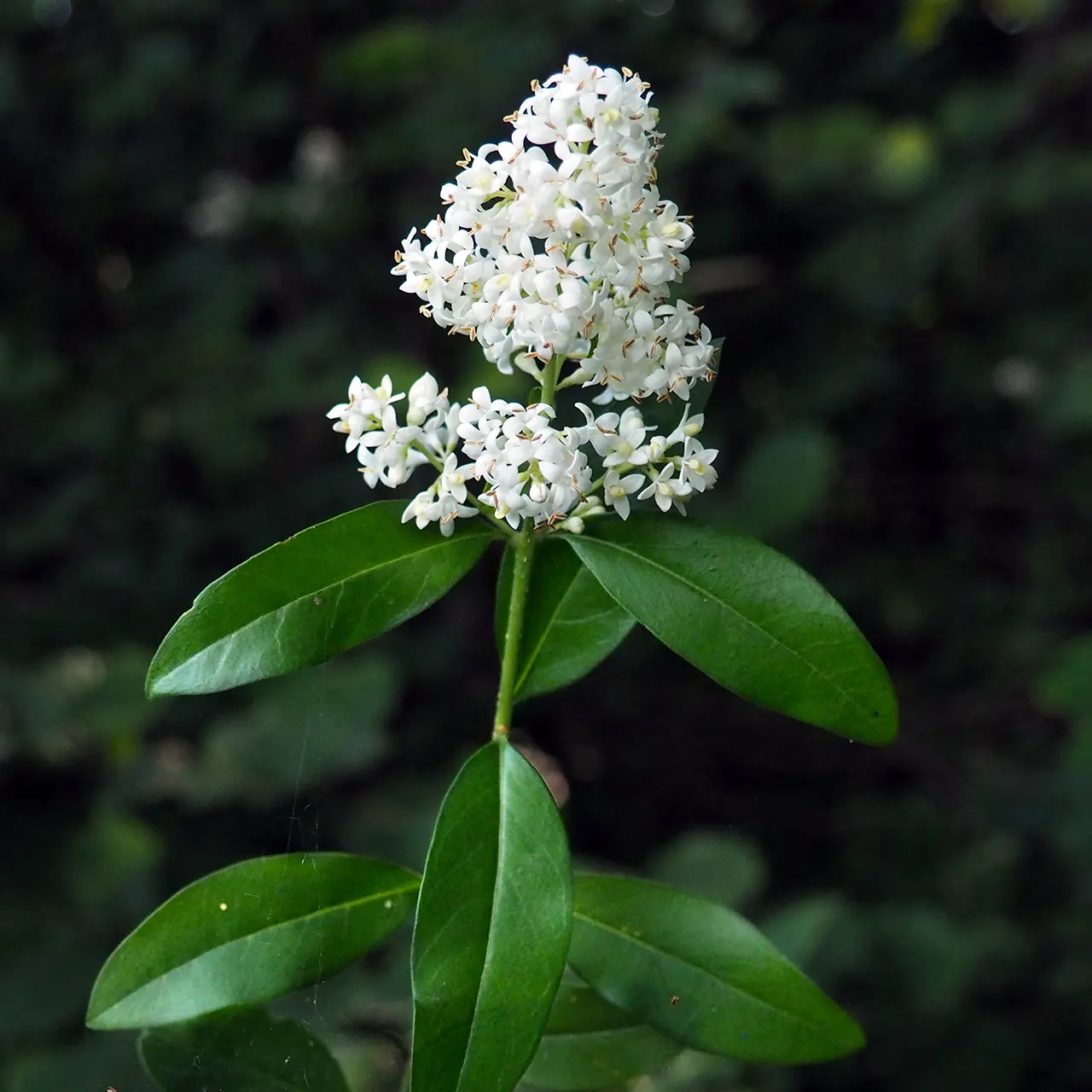 Privet (Ligustrum Vulgare) — measuring 1 to 2.5 inches in length; shrub / tree for full, image 93