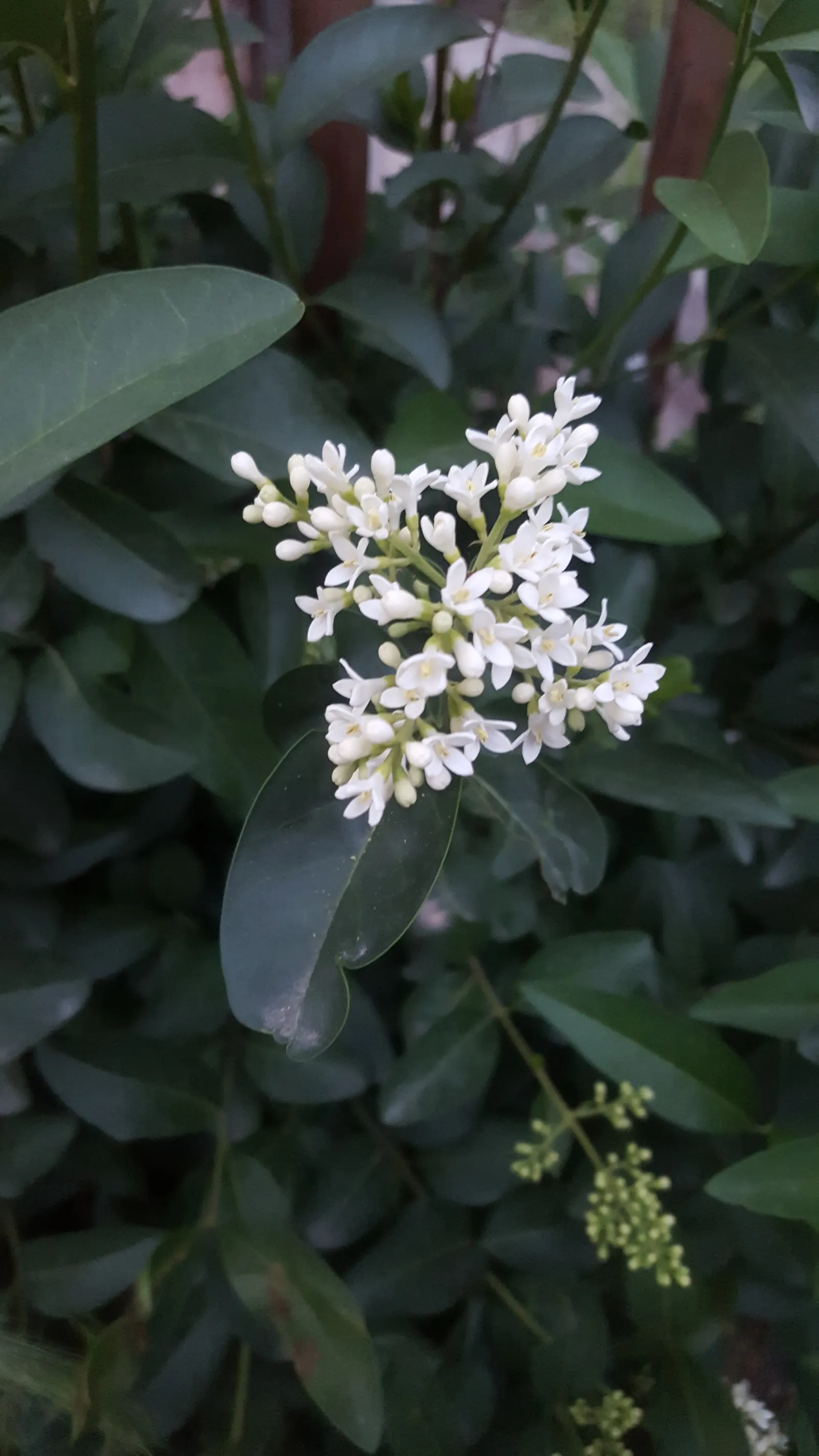 Privet (Ligustrum Vulgare) — which starkly contrast the creamy-white flowers that blossom in late spring; scientifically known as Ligustrum vulgare, image 94