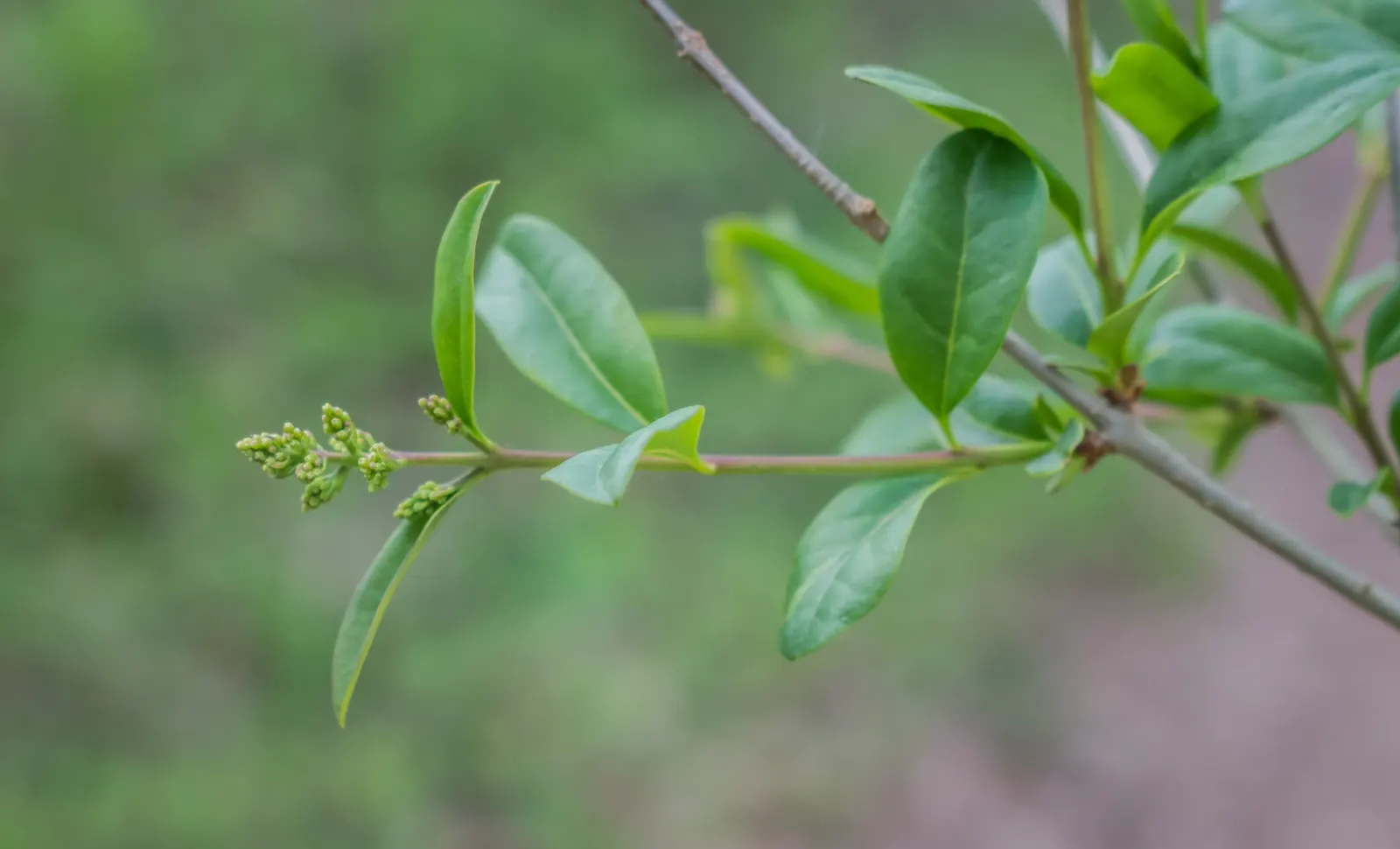 Privet (Ligustrum Vulgare) — have the potential to attract pollinators; they prefer well-drained soils and full sun to partial shade, image 96