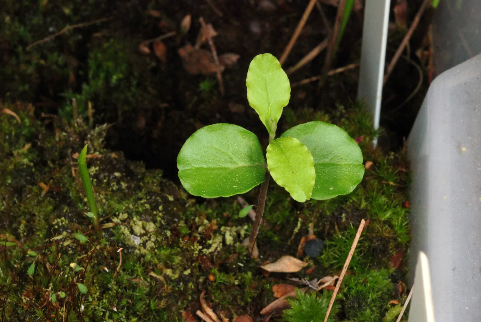 Privet (Ligustrum Vulgare) — small black berries emerge; have the potential to attract pollinators, image 72