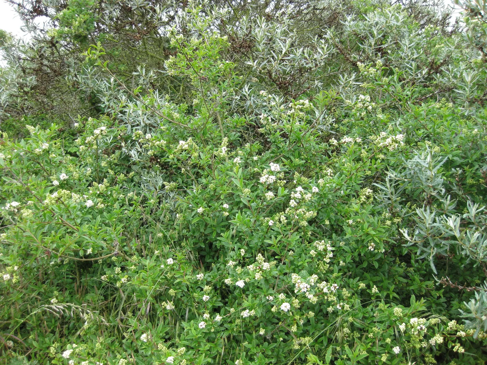 Privet (Ligustrum Vulgare) — small black berries emerge; have the potential to attract pollinators