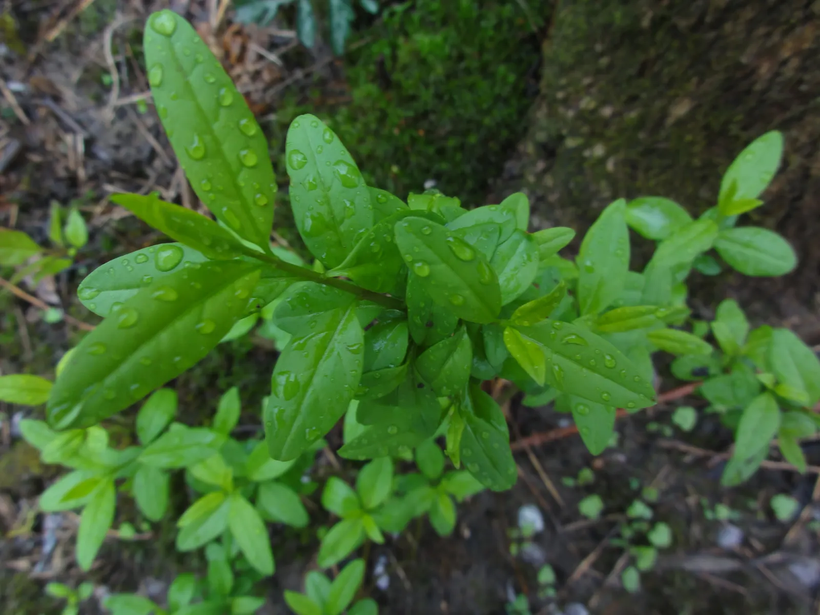 Privet (Ligustrum Vulgare) — white flowers in the garden; mature privets typically reach heights of 12 to 15 feet, image 106