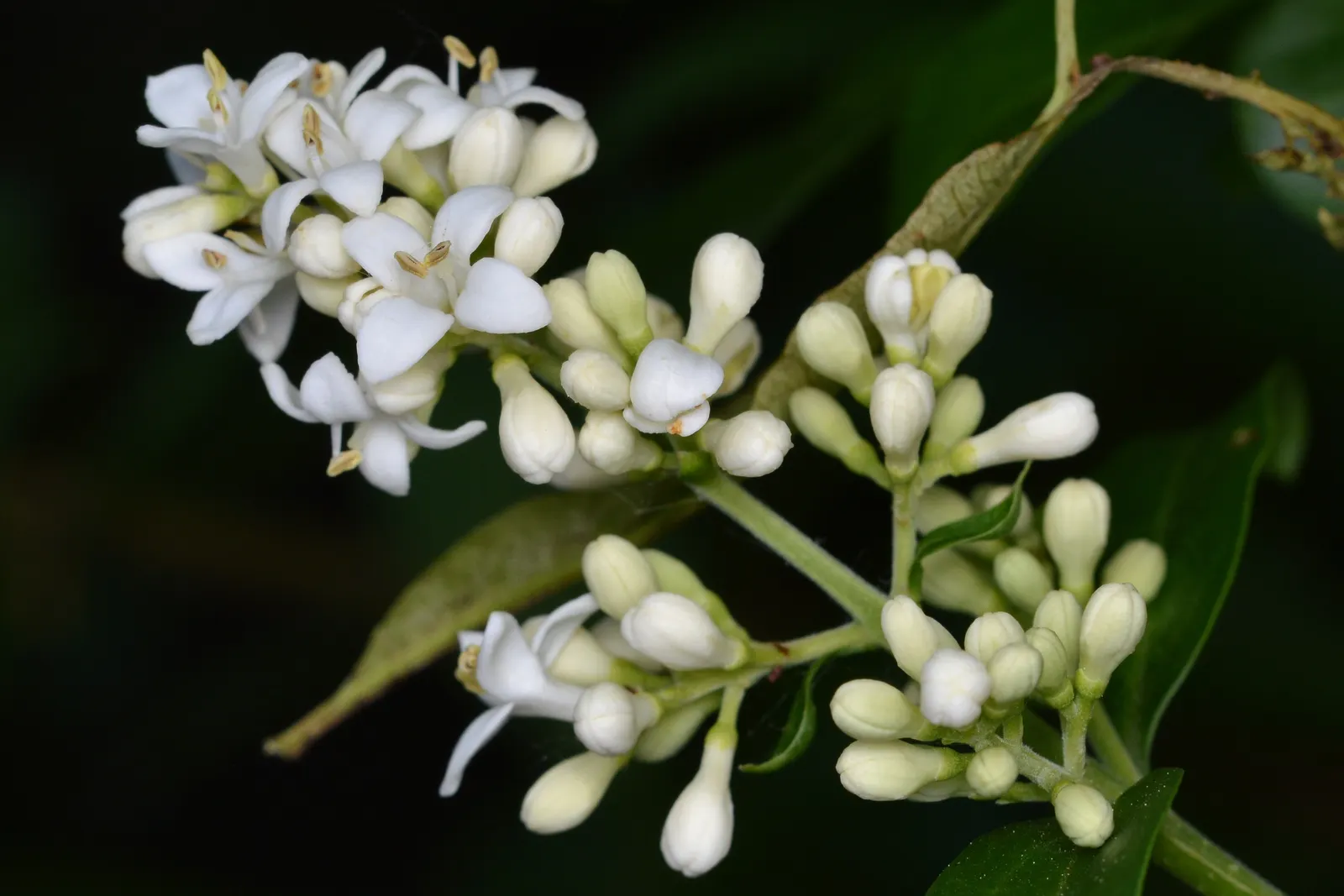 Privet (Ligustrum Vulgare) — adding an ecological benefit to its ornamental appeal; privet (Ligustrum vulgare) is a versatile shrub, image 70