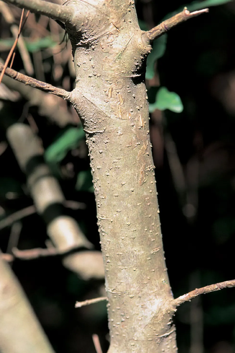 Privet (Ligustrum Vulgare) — have the potential to attract pollinators; they prefer well-drained soils and full sun to partial shade, image 69