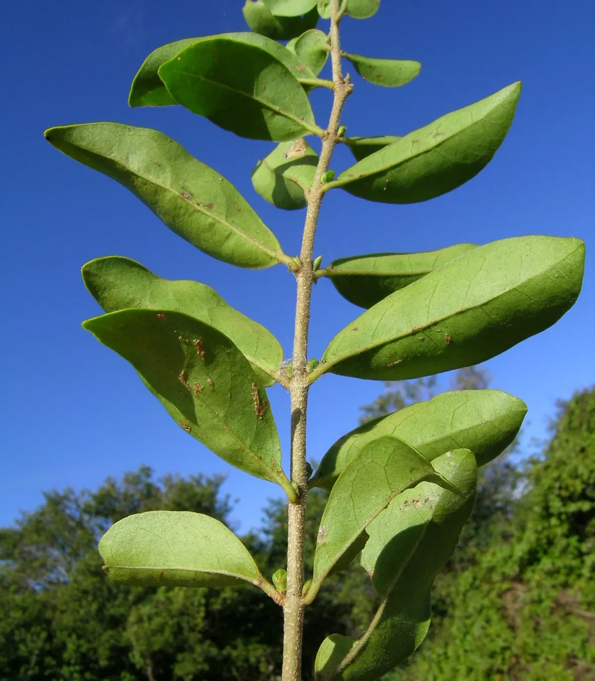 Privet (Ligustrum Vulgare) — ensuring resilience in a range of climates; note: its vigorous nature may require regular pruning to maintain shape, image 117