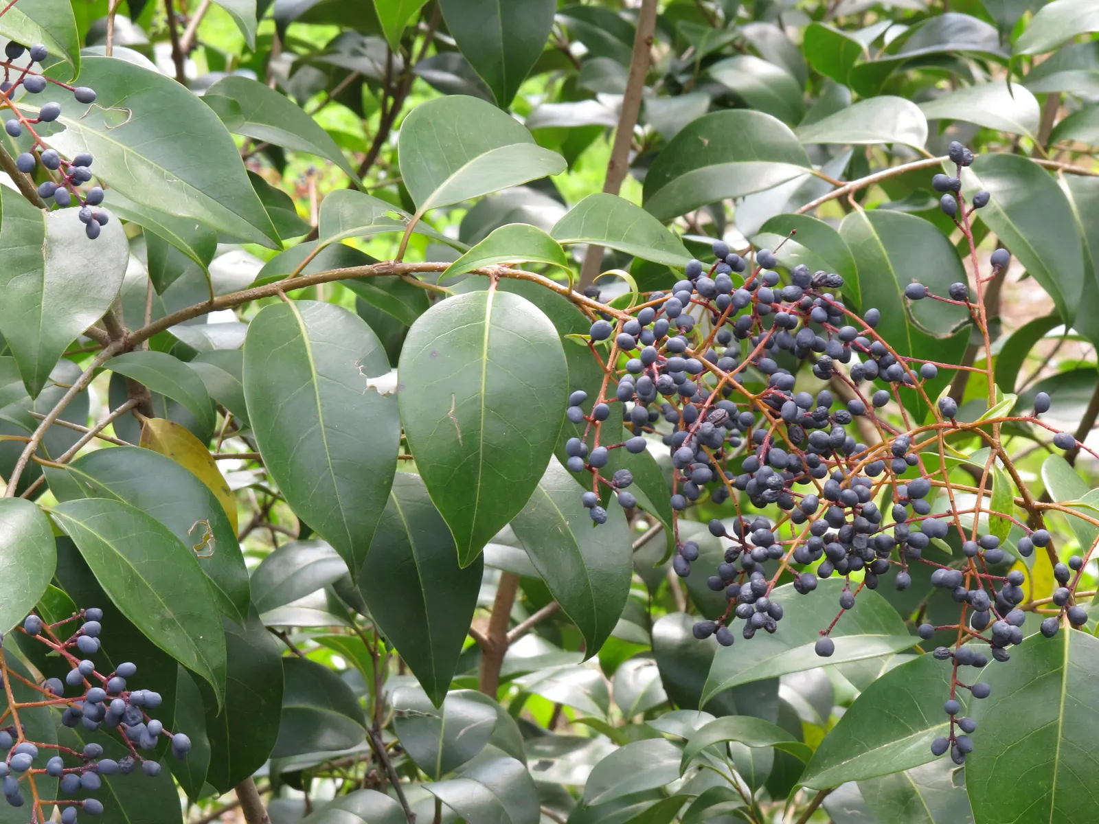Privet (Ligustrum Vulgare) — making them ideal for quick establishment in new gardens; showcasing moderate drought tolerance once established, image 100