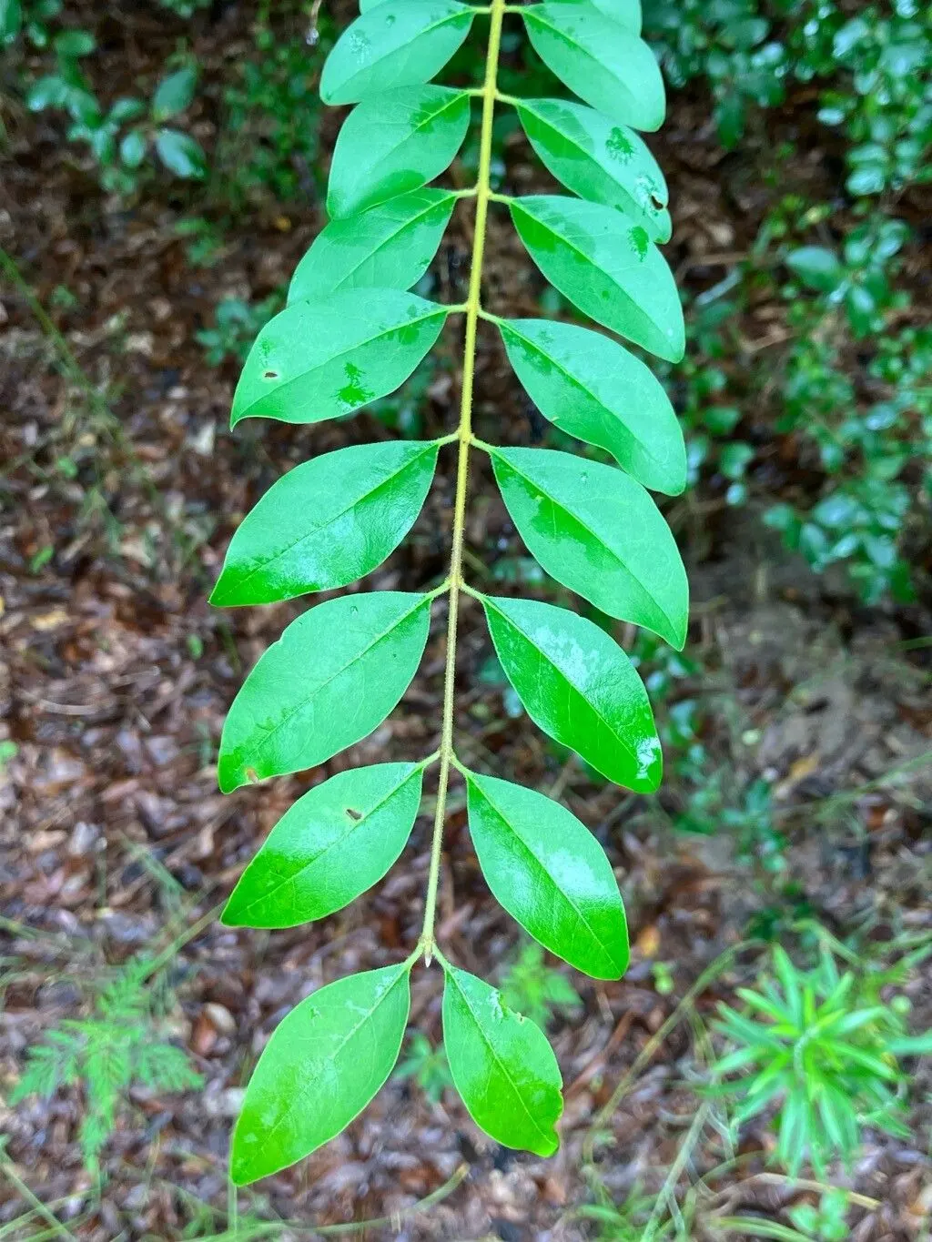 Privet (Ligustrum Vulgare) — They prefer well-drained soils and full sun to partial shade; ensuring resilience in a range of climates, image 156