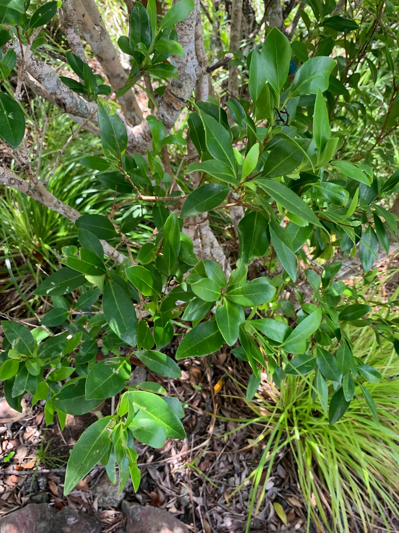 Privet (Ligustrum Vulgare) — Adaptable to various soil types, it excels as a hedge or privacy screen, image 59