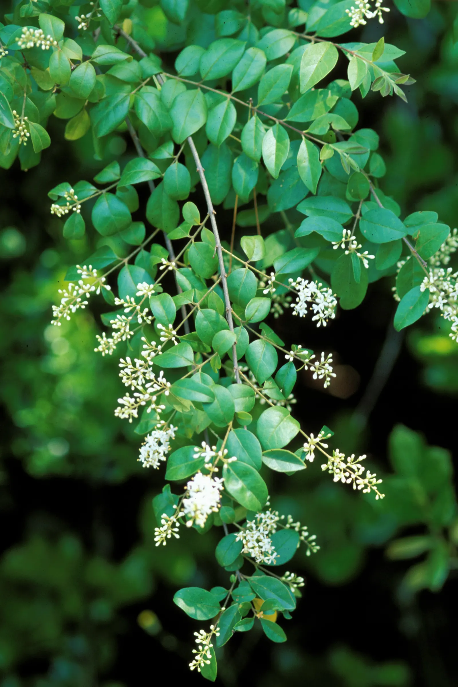 Privet (Ligustrum Vulgare) — measuring 1 to 2.5 inches in length; shrub / tree for full, image 147